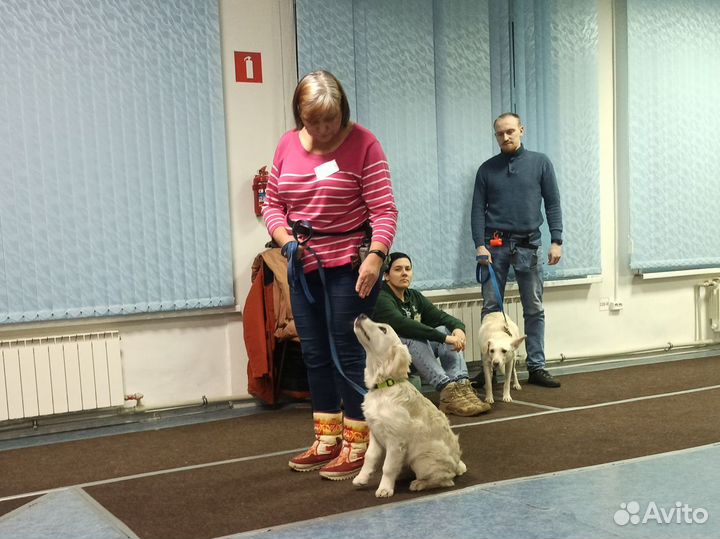 Дрессировка собак в Тольятти. Кинолог. угс окд зкс