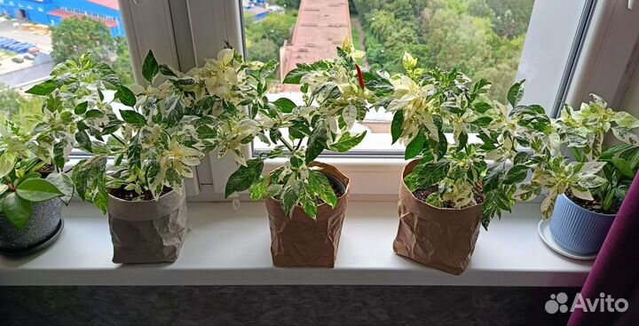 Острый перец комнатный