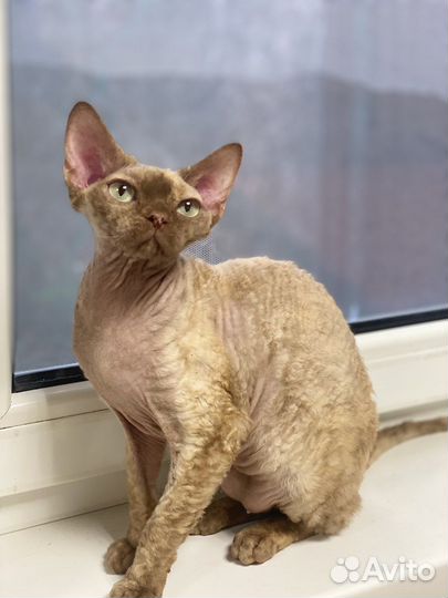 Девон-рекс кошка