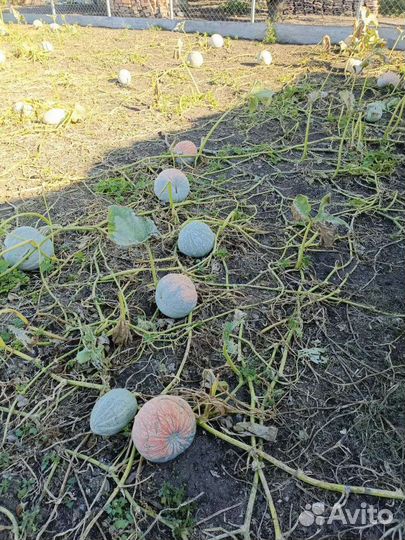 Тыква оптом