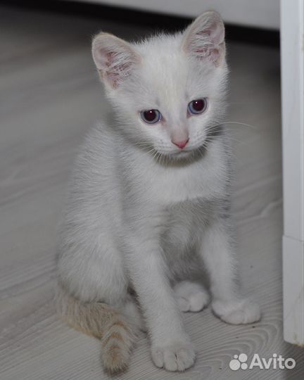 Котятки в добрые руки