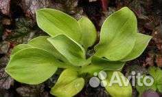 Хосты из серии Мышиные ушки