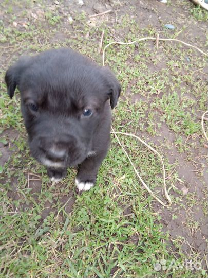 Щенки лабрадора-ретривера помесь