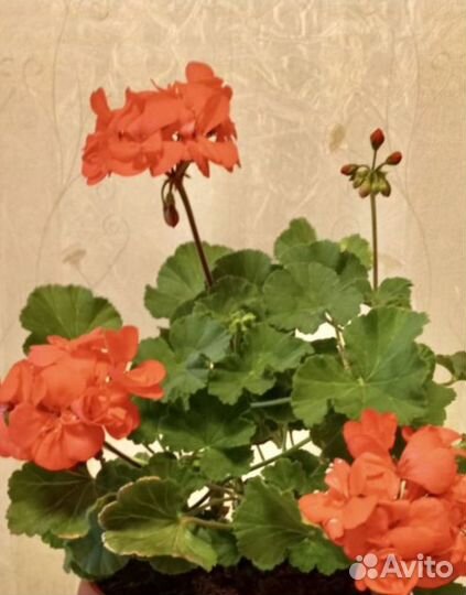 Пеларгония герань