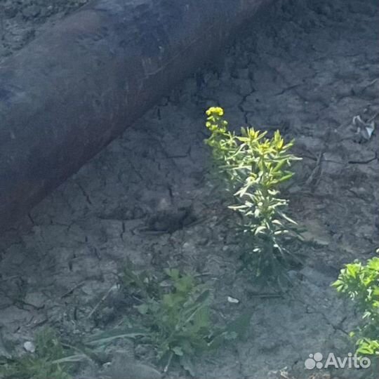 Труба новая 300х1,5 мм