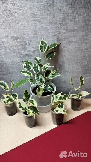 Фикус бенджамина пестролистный