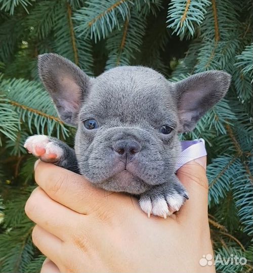 Французики