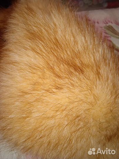 Меховой воротник лиса