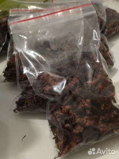 Медведка азиатская