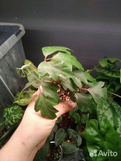 Сциндапсус, эпипремнум