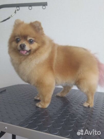 Стрижка собак