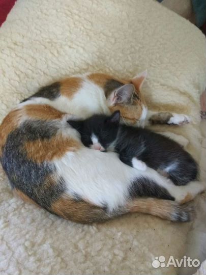 Котенок мальчик