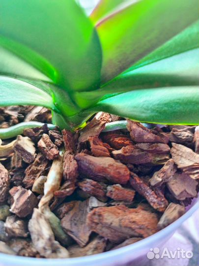 Орхидея фаленопсис Cosy Candy