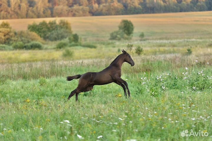 Ахалтекинский жеребец