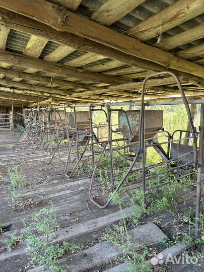 Станок для уличного доения коров (Летний лагерь)