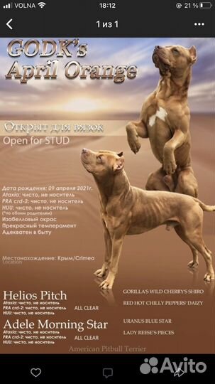 Американский питбультерьер