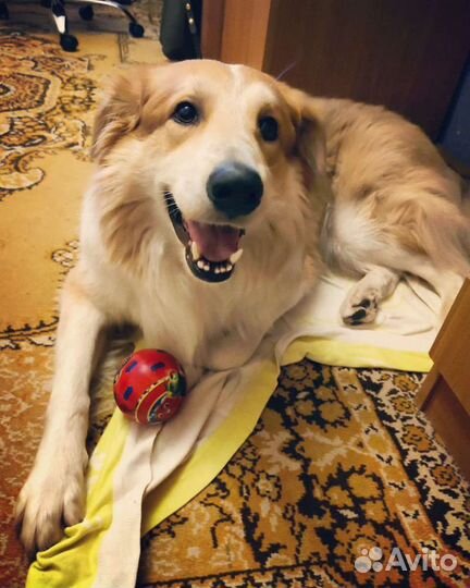 Передержка всех видов животных, гуляю с собаками