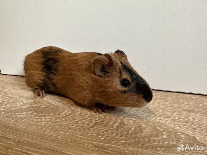 Морские свинки бесплатно