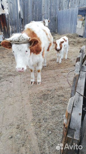 Телка первотел с теленком