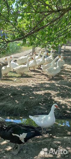 Гусь порода линда