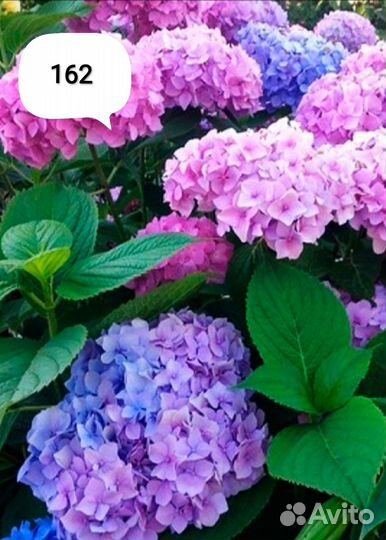 Гортензии метельчатые и крупнолистные