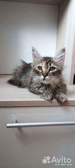 Пушистая котёнок девочка