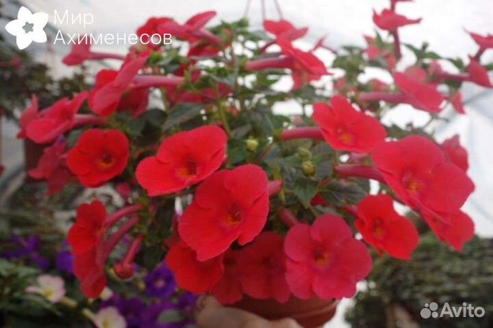 Цветы Ахименесы красные (Дружная семейка)