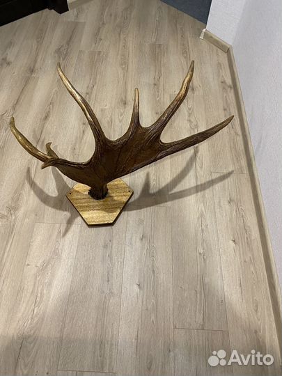 Продам рога лося