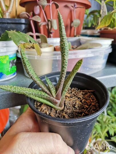 Гастерия Бородавчатая Ventricosa