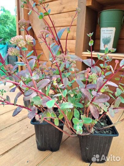 Очиток сортовой, саженцы