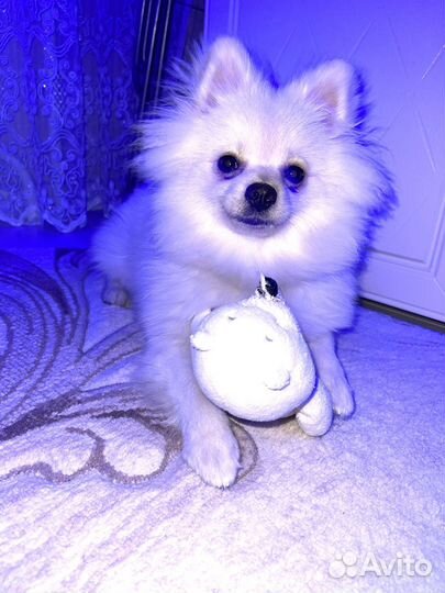 Вязка собак шпиц