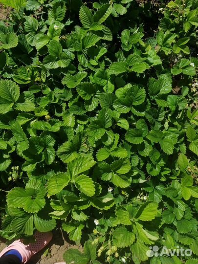 Клубника, земляника рассада