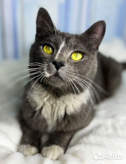 Отдам в добрые руки