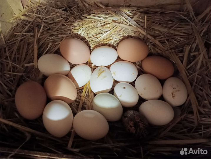 Яйцо для диет питания, дом консервация, овощи с