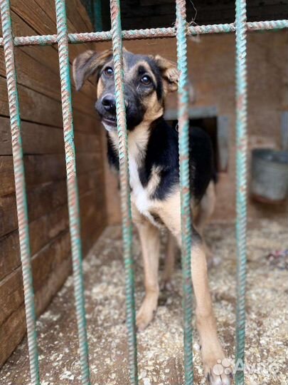 Джун.малышка ждёт тебя в приюте