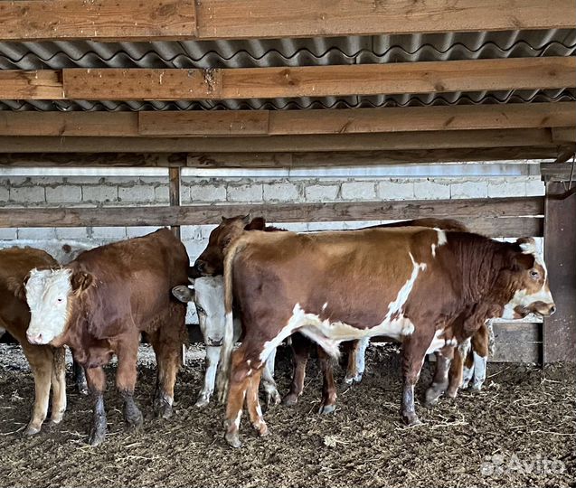 Продаются быки