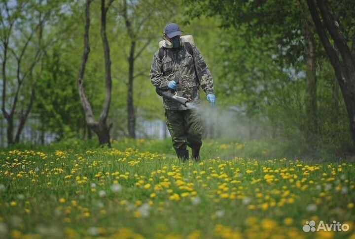 Уничтожение клопов тараканов грызунов блох клещей