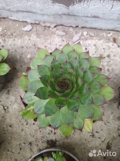 Молодило каменная роза