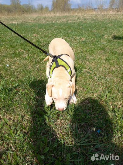 Щенки питбультерьера