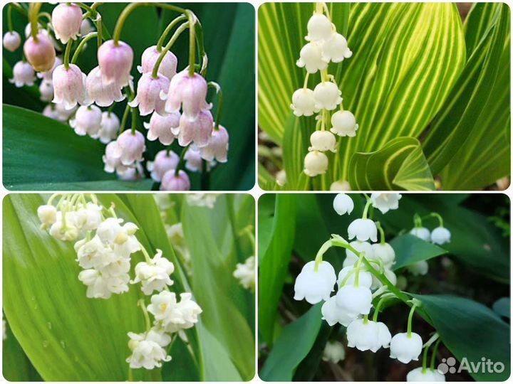 Ландыш розовый, полосатый, махровый