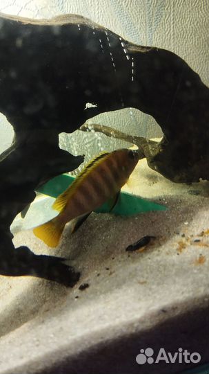 Цихлида малавии