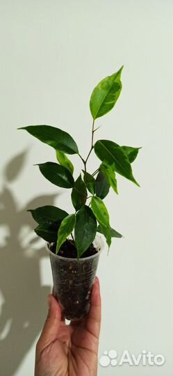 Фикус Бенджамина