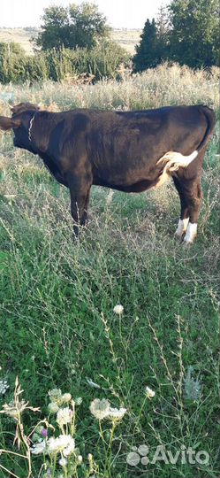 Продается тёлочка