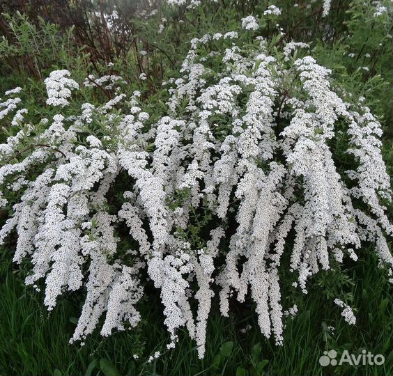 Спирея Грефшейн(серая)