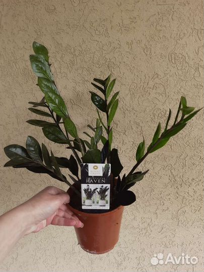 Замиокулькас черный ворон равен и обычный