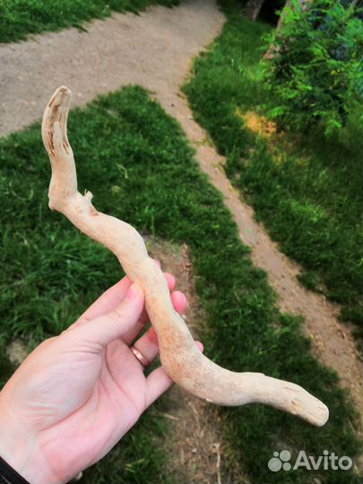 Коряги дрифтвуд