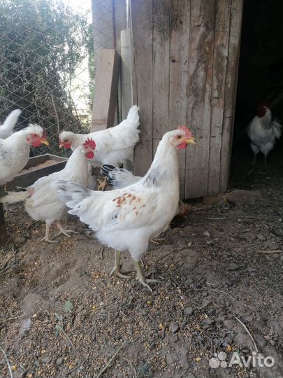 Цыплята петушки