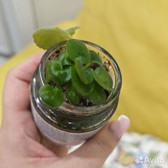 Бронь Сортовые фиалки мини