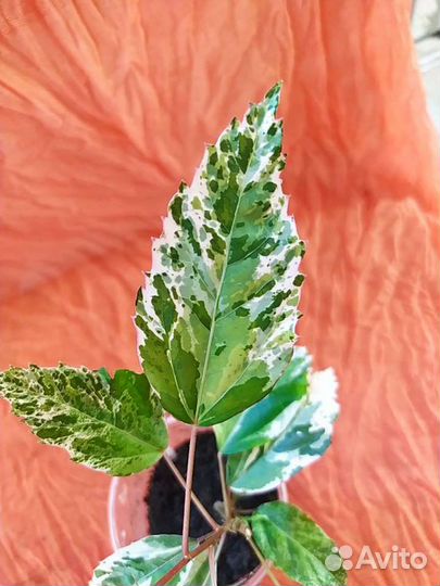 Гибискус пестролистный (китайская роза)