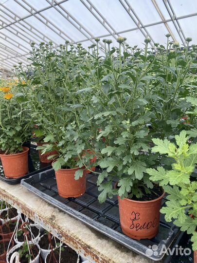 Хризантема мультифлора кусты